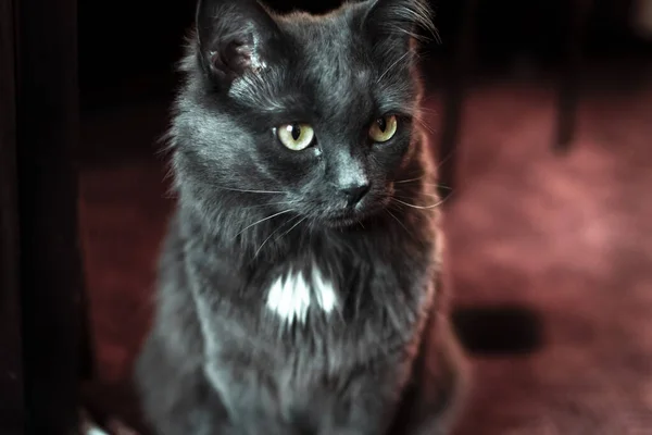 Gato Doméstico Animais Animais Fofos Olhando Feline Pele Mamíferos Animais — Fotografia de Stock