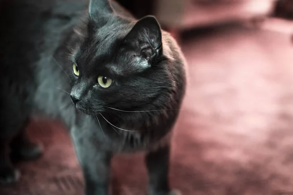 Gato Doméstico Animais Animais Fofos Olhando Feline Pele Mamíferos Animais — Fotografia de Stock