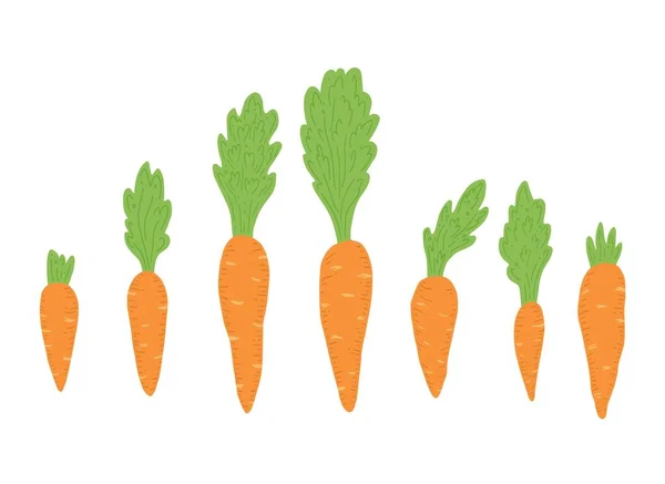 Set of carrot vector illustration isolated. — Stock Vector