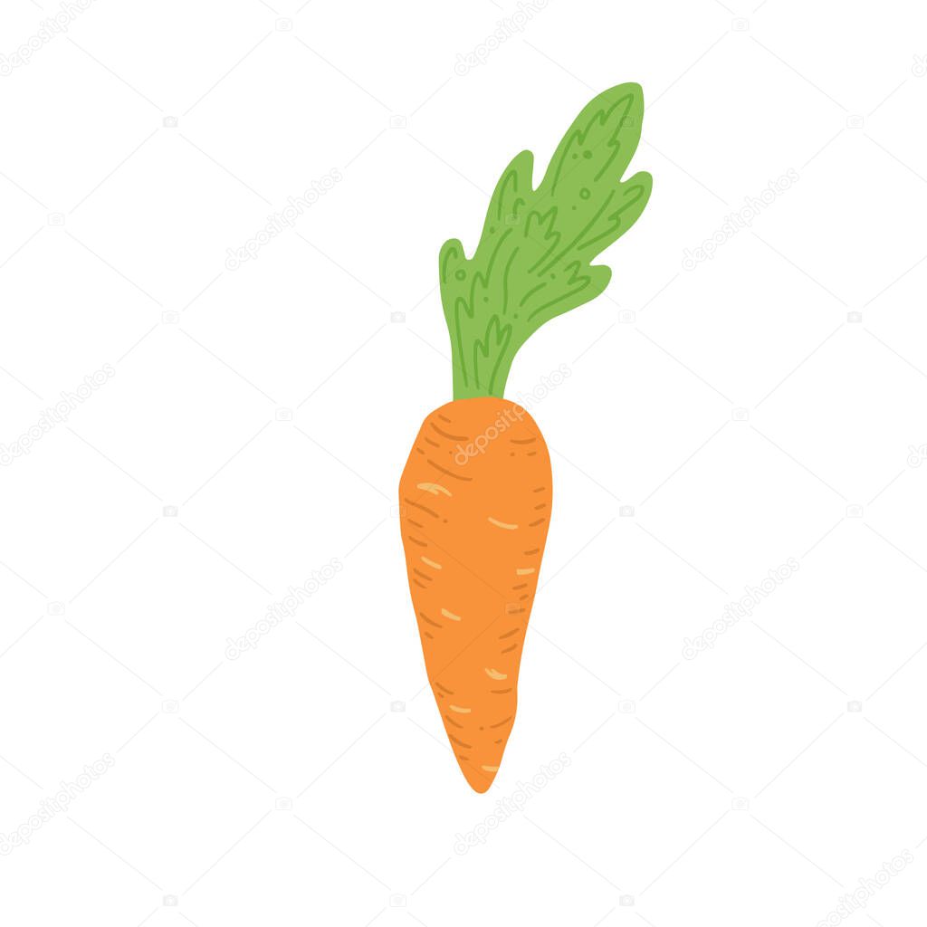 Carrot vector illustration. Simple hand drawn style.