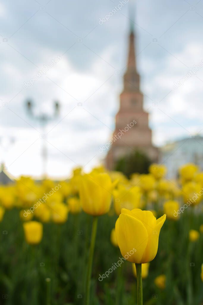 Kazan Kremlin in spring, yellow tulips on the background of the Syuyumbike tower.