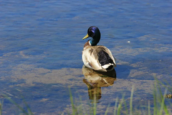 Ördek gölde dinleniyor.