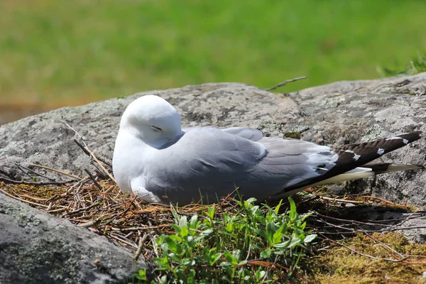 Martı nehrin yanındaki bir taşın üzerinde oturur. Martı kuşuyla taş deniz kıyısında. Güneşli bir hava. Vahşi kuzey doğası.