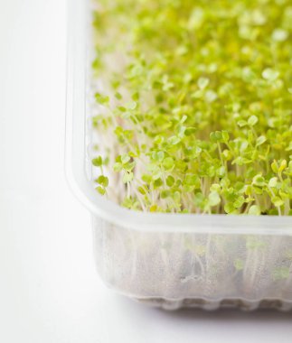 Doldurulabilir polipropilen kaplarda mikro yeşiller. Keten halıda yeşil lahanalı su teresi salatası ve roka. Ev yapımı.