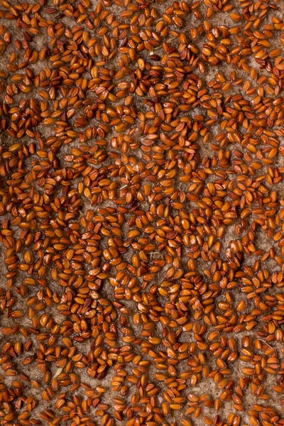 Seeds of micro greens arugula and watercress on a linen rug close-up. homegrown