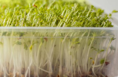 Doldurulabilir polipropilen kaplarda mikro yeşiller. Keten halıda yeşil lahanalı su teresi salatası ve roka. Ev yapımı.