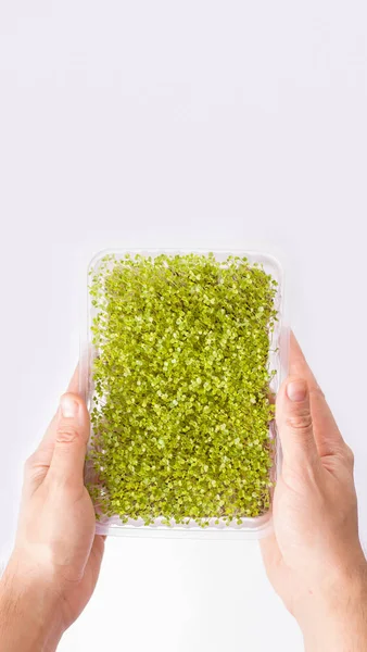 Mannelijke Handen Een Witte Achtergrond Houden Micro Greens Een Polypropyleen — Stockfoto