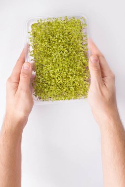 Süper yiyecek mikro rogula roka polipropilen kabın içinde