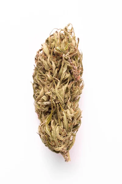 Ramo di marijuana su sfondo bianco primo piano — Foto Stock
