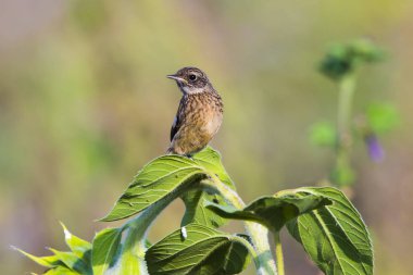 European stonechat (Saxicola torquatus)