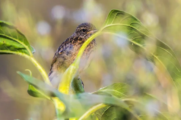 European stonechat (Saxicola torquatus) — 스톡 사진