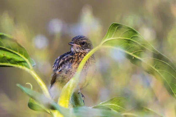 European stonechat (Saxicola torquatus) — Φωτογραφία Αρχείου