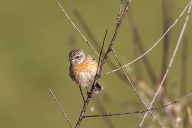 European stonechat (Saxicola torquatus)
