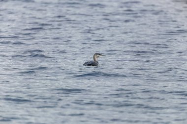 Kızıl Boğaz (gavia stellata))