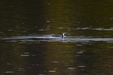Kızıl Boğaz (gavia stellata))