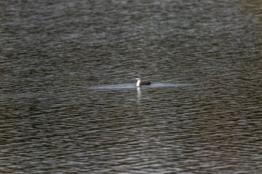 Kızıl Boğaz (gavia stellata))