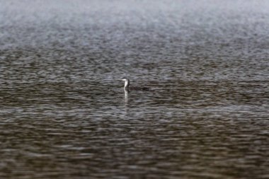 Kızıl Boğaz (gavia stellata))