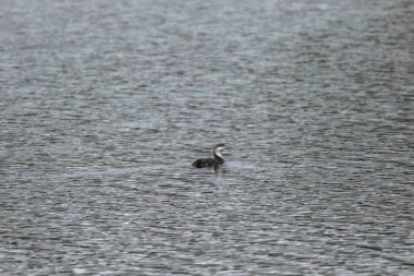 Kızıl Boğaz (gavia stellata))