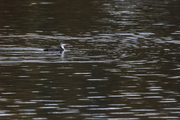 Loon de garganta roja (gavia stellata ) — Foto de Stock