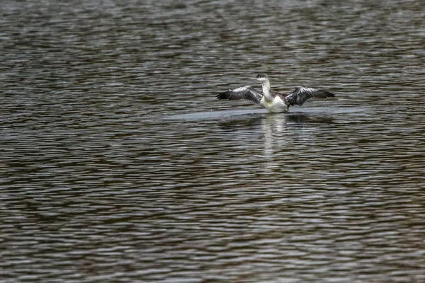 Loon de garganta roja (gavia stellata ) —  Fotos de Stock