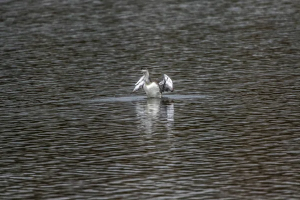 Loon de garganta roja (gavia stellata ) —  Fotos de Stock