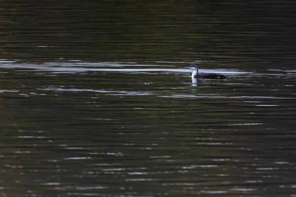 Loon de garganta roja (gavia stellata ) —  Fotos de Stock