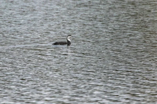 Loon de garganta roja (gavia stellata ) —  Fotos de Stock