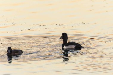Yüzük - boyunlu Duck (Aythya collaris) 