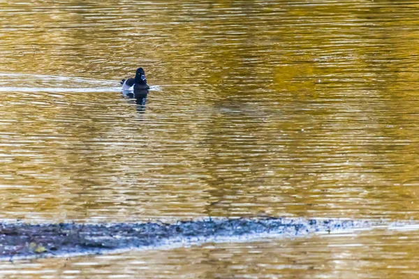 Pato de cuello anular (Aythya collaris ) —  Fotos de Stock