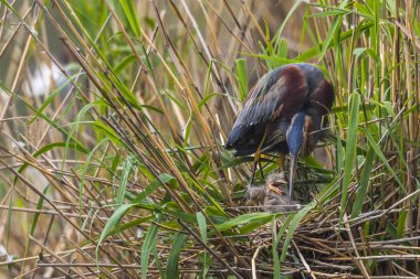 Mor balıkçıl (Ardea purpurea)