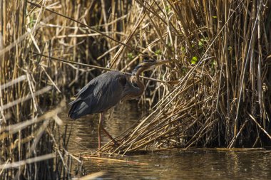 Mor balıkçıl (Ardea purpurea)