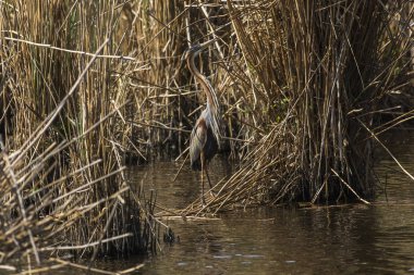 Mor balıkçıl (Ardea purpurea)