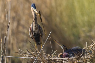 Mor balıkçıl (Ardea purpurea)