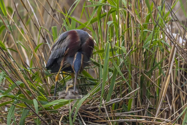 Garza púrpura (ardea purpurea ) — Foto de Stock