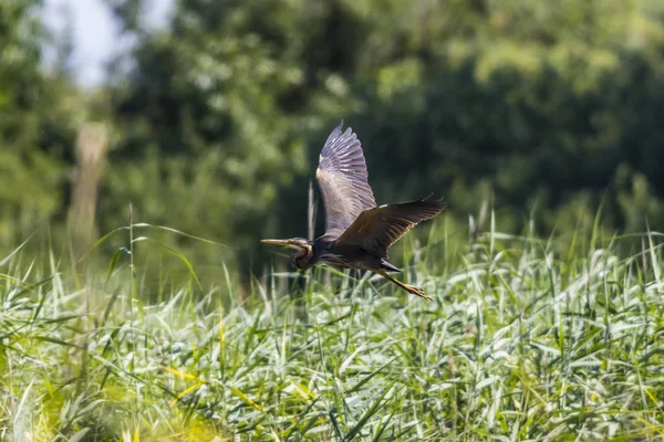 Garza púrpura (ardea purpurea ) — Foto de Stock