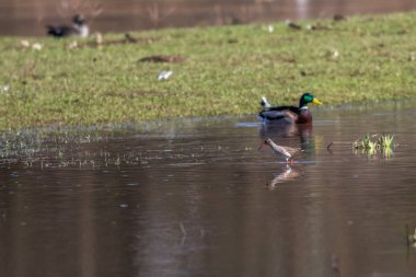 Genel Redshank (Tringa totanus)
