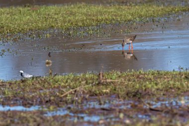 Genel Redshank (Tringa totanus)