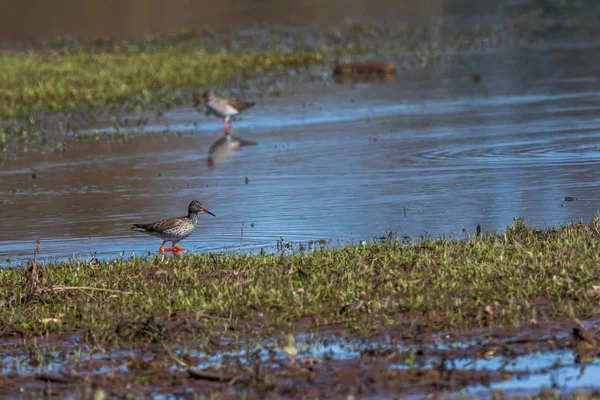 Common Redshank (Tringa totanus)) — стокове фото