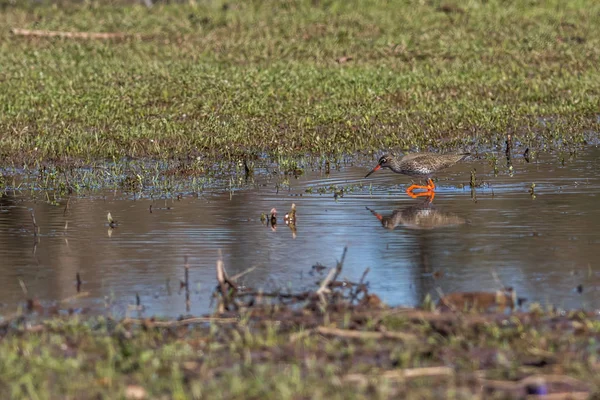 Common Redshank (Tringa totanus)) — стокове фото