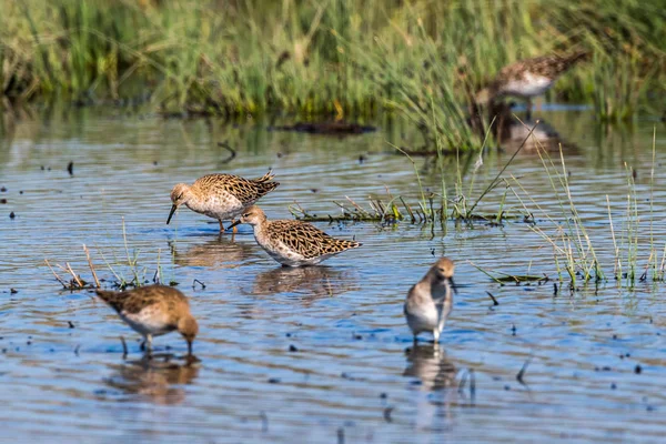 エリマキシギ (Philomachus pugnax) — ストック写真