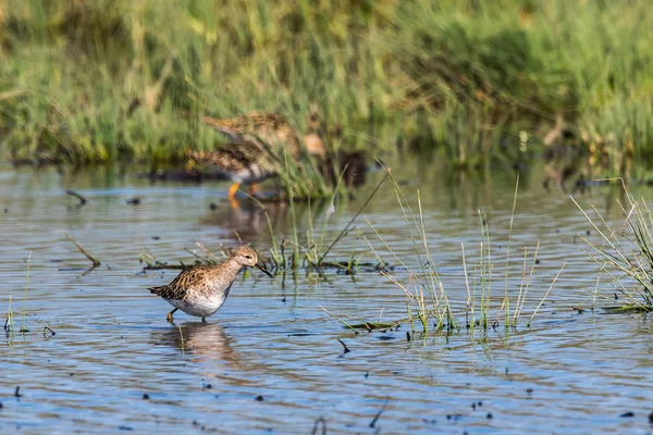 エリマキシギ (Philomachus pugnax) — ストック写真