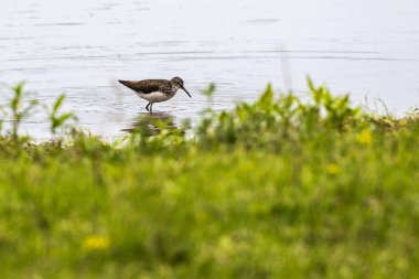 Yeşil kum kuşu (Tringa ochropus)