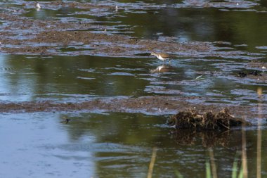 Sandpiper (Actitis hypholeucos)