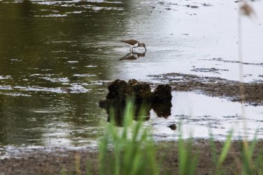 Sandpiper (Actitis hypholeucos)