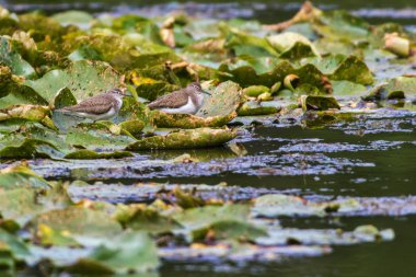 Sandpiper (Actitis hypholeucos)