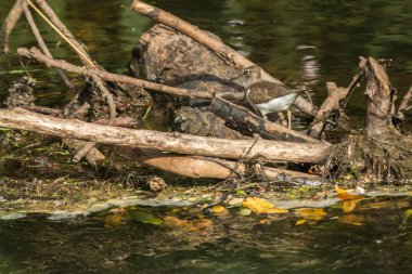 Sandpiper (Actitis hypholeucos)