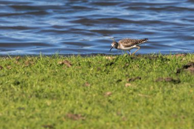 Ahşap kum kuşu (Tringa glareola)