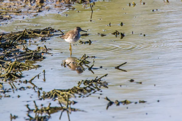 Wood sandpiper (Tringa glareola) — Stock Photo, Image