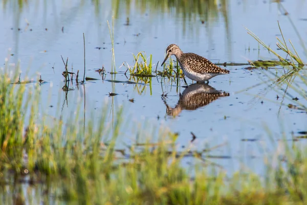 Bécasseau des bois (tringa glareola ) — Photo