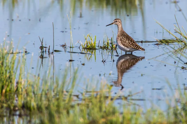 Wood sandpiper (Tringa glareola) — Stock Photo, Image